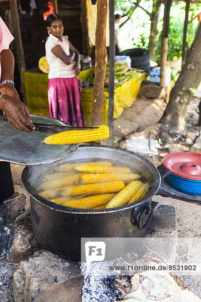Boiled corn cobs at a cookshop by the roadside  Udapalatha  Central Province  Sri Lanka