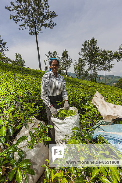 Teepflückerin  Teeplantage  in einem Teeanbaugebiet  Udapalatha  Zentralprovinz  Sri Lanka