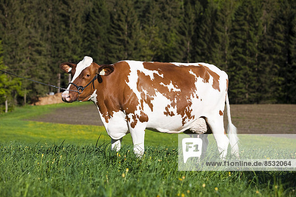 Red Holstein  Holstein-Rind  Milchkuh mit Halfter steht auf Wiese  Nordtirol  Österreich