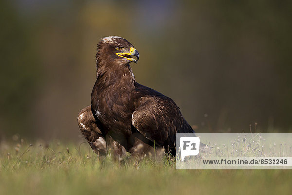 Steppe Eagle (Aquila nipalensis)  falconry bird