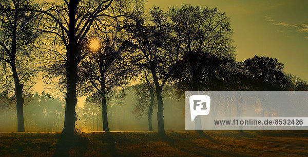 Misty morning  autumn  sunrise at a tree-lined avenue  Lübbenau  Brandenburg  Germany