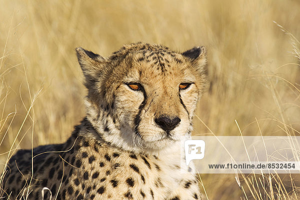 Gepard (Acinonyx jubatus) Männchen captive Namibia