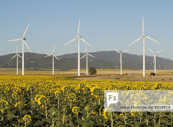 nahe anbauen Sonnenblume helianthus annuus Windmühle Windpark Spanien Tarifa