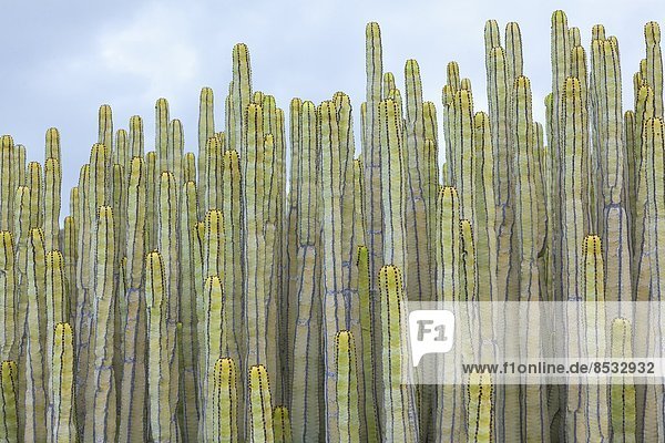 Kanaren-Wolfsmilch Euphorbia canariensis Teneriffa Kanarische Inseln Spanien