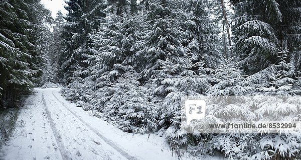 Wald im Winter  Oberpfalz  Bayern  Deutschland
