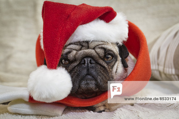 Pug dog with Santa hat  portrait