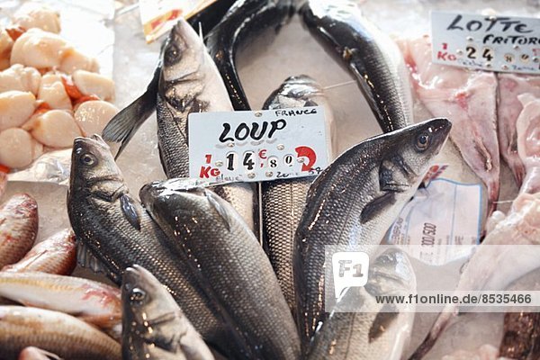 Fisch Pisces Frische Muschel Markt