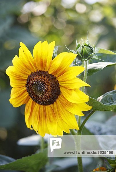 Eine Sonnenblume im Garten