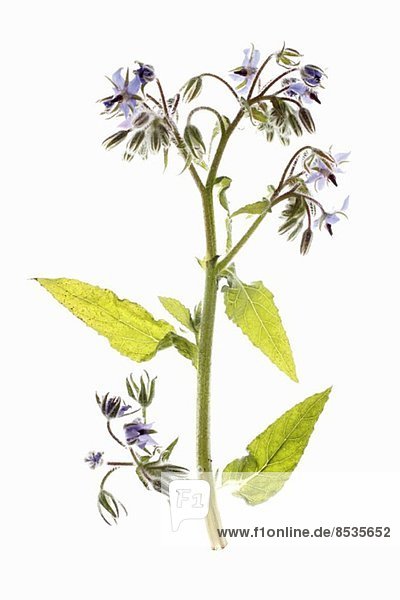 A sprig of borage with flowers