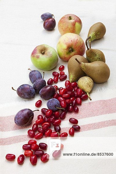Wildobst  in der Natur gesammelt  auf Tischtuch: Pflaumen  Äpfel  Kornelkirschen  Birnen