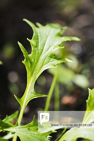 Mizuna (Brassica rapa nipposinica) wächst im Garten