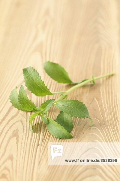 A sprig of stevia
