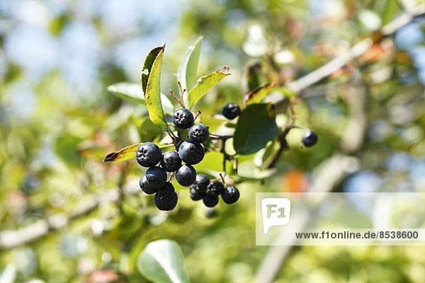 Black chokeberry (Aronia melanocarpa)