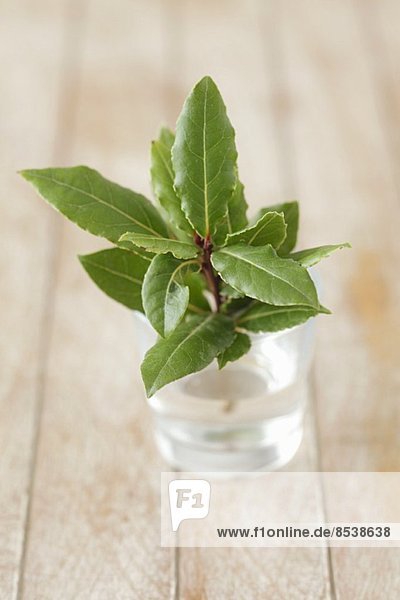 A sprig of fresh bay leaves in a glass of water