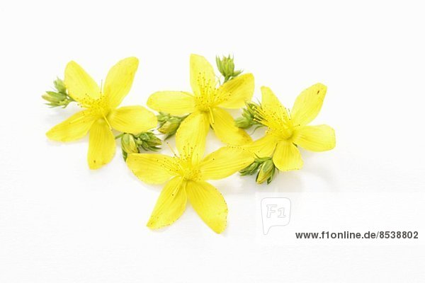 Fresh St John's wort flowers