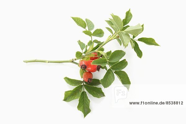 A sprig of fresh rosehips