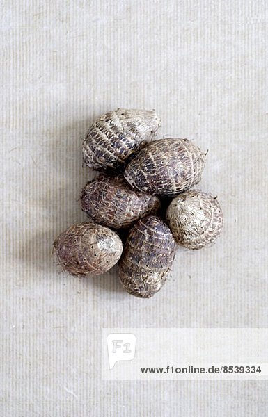 Mehrere Muscheln
