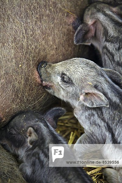 Mutterschwein säugt Ferkel im Stall