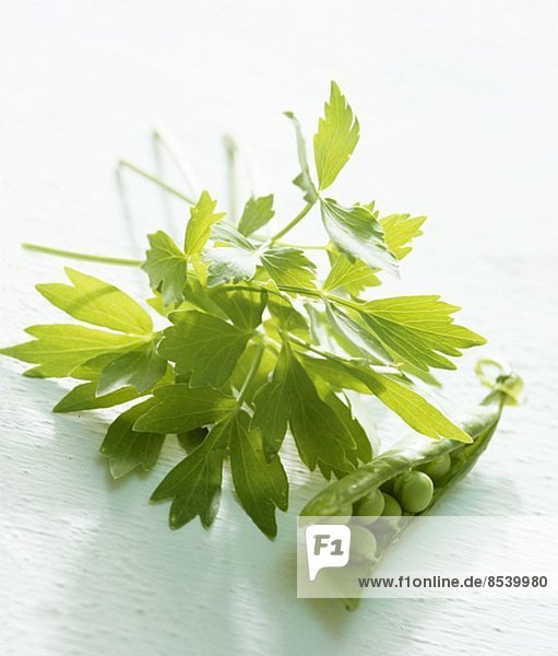 Lovage