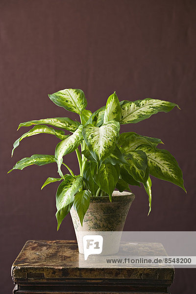 Eine Zimmerpflanze mit glänzend bunten  grünen Blättern  die in einem Topf wachsen.