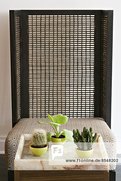 A collection of three succulent cactus houseplants by a bamboo screen.