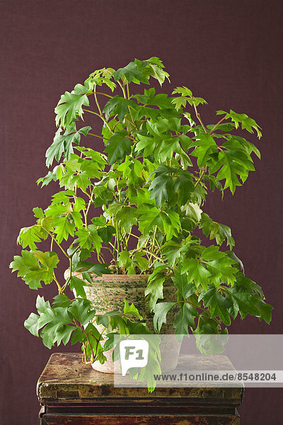 Eine Zimmerpflanze mit glänzend grünen Blättern  Ficus wächst in einem Topf.