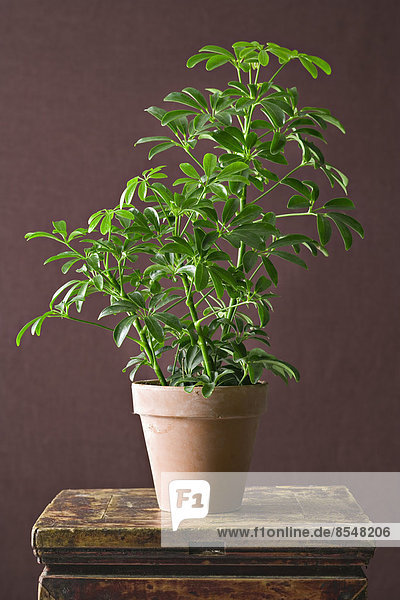 Eine Zimmerpflanze mit glänzend grünen Blättern  die in einem Topf wachsen.