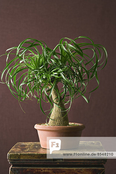 Eine Zimmerpflanze mit glänzend grünen Blättern  die in einem Topf wachsen.