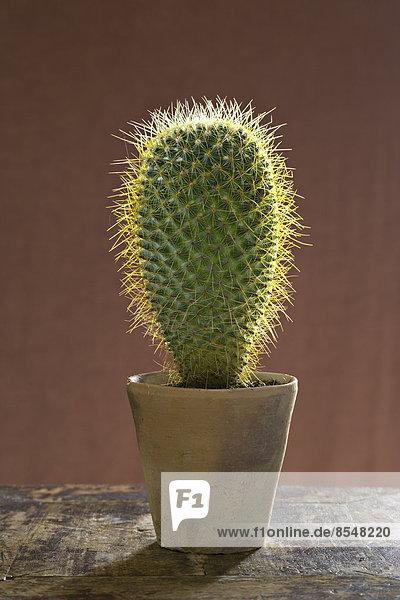 Eine große stachelige  sukkulente Kaktuspflanze in einem Topf.