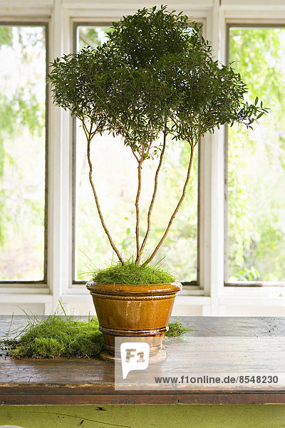 Eine Pflanze in einem kleinen Terrakottatopf mit langen kahlen Stielen und üppigem grünen Laub an der Spitze.