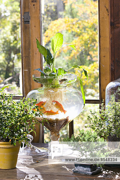 Goldfish in a bowl on a windowsill  with plants growing in the water  with roots visible through the glass.