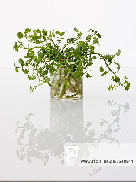 Eine zarte Pflanze mit hellgrünen Blättern auf weißem  reflektierendem Hintergrund.