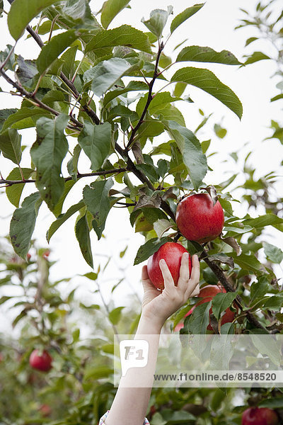 Ein Apfelbaum mit roten  runden Früchten  bereit zum Pflücken.