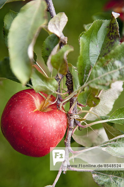 An apple tree with red round fruits  ready for picking. Close up of one apple.