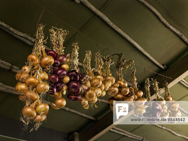 Zwiebeln  die zur Lagerung an einem kühlen Ort an der Decke aufgehängt werden.