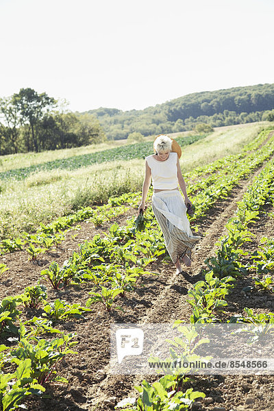 A girl in a striped skirt harvesting beets  fresh vegetables from a field of crops.