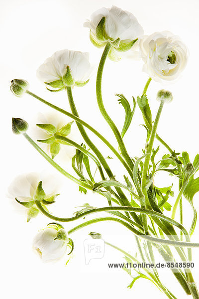 Zarte Blüten mit langen dünnen Stielen auf weißem Hintergrund.