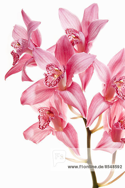 Pink orchid flowers on a flowering stalk.
