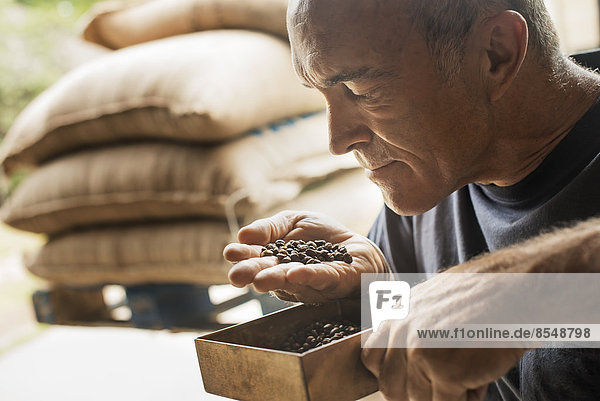 Ein Mann untersucht und riecht das Aroma von Bohnen in einem Kaffeebohnenverarbeitungsschuppen auf einem Bauernhof.