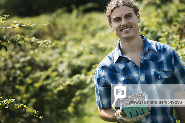 Biologische Landwirtschaft. Ein junger Mann hält ein Körbchen mit gepflückten Früchten,  Brombeeren,  in der Hand.