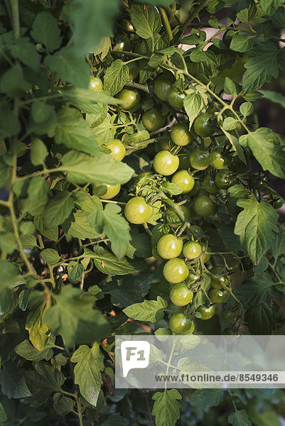 Ein Bio-Bauernhof. Tomatenpflanzen  die Früchte tragen. Wächst in einem Polytunnel.