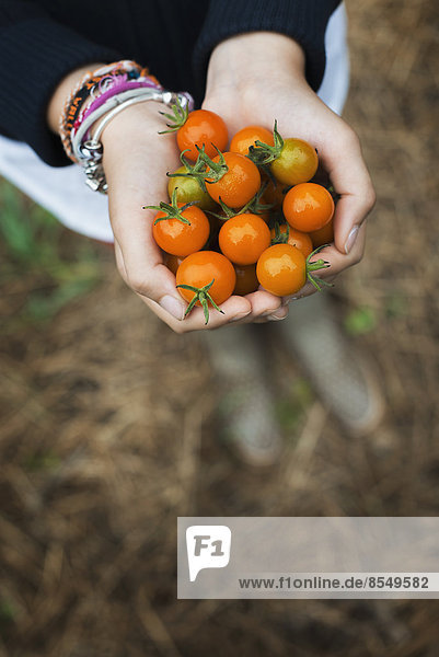 Biologische Landwirtschaft. Ein Mädchen hält eine Handvoll reifer Kirschtomaten in der Hand.
