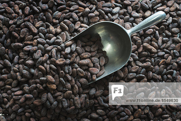 Herstellung von Bio-Schokolade. Eine Schale mit Kakaobohnen  dem getrockneten Samen des Theobroma-Kakaos  dem Rohstoff für die Schokoladenherstellung.