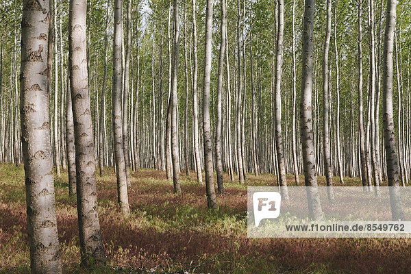 Eine Pappelplantage oder ein Wald in Oregon  USA