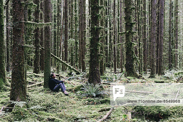 Man sitting among moss-covered Hemlock and Spruce trees in lush temperate rainforest in the Hoh rainforest in Washington USA