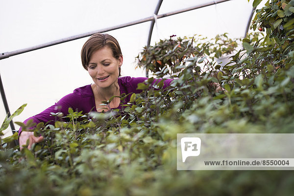 Eine Frau,  die in einem biologischen Garten an Tabletts mit Blattpflanzen arbeitet.