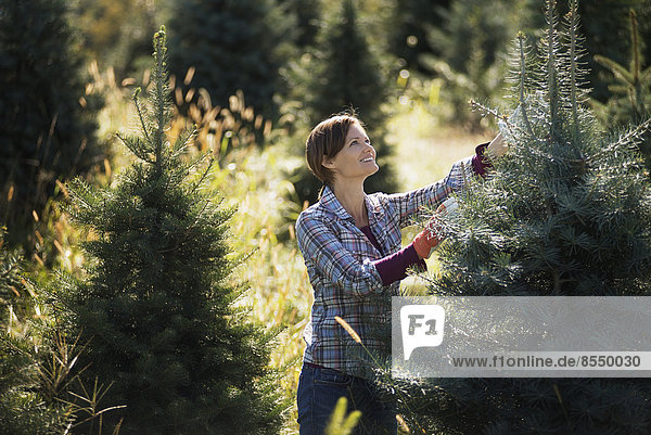 Organic Christmas trees in a plantation  being pruned by a woman wearing working gloves.