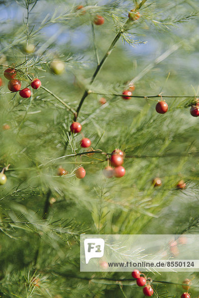 Eine Spargelpflanze  Asparagaceae  mit hohen Stängeln und hellgrünem  farnartigem Laub. Rote Samen.