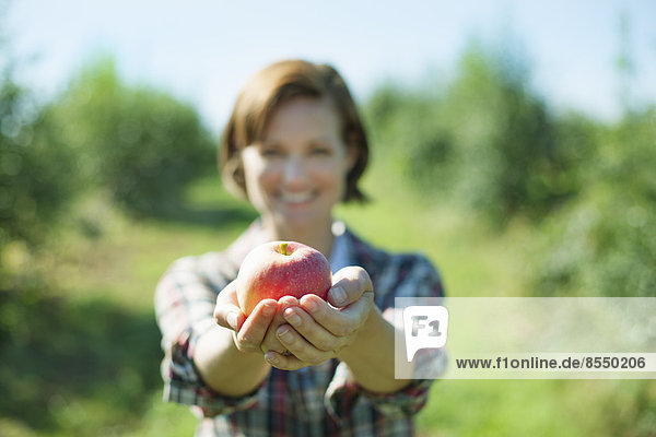 A woman in a plaid shirt holding a freshly picked apple in her cupped hands in the orchard at an organic fruit farm.