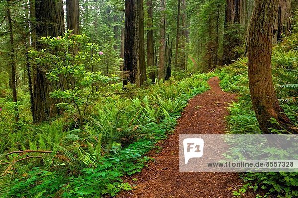 folgen Baum Küste Wald Sequoia Kalifornien